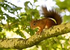 3. Red Squirrel.jpg